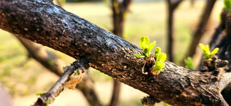 Content Pruning & Refresh: The Hidden Engine Behind Sustainable On‑Page SEO